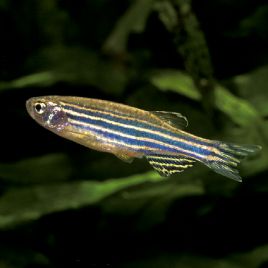 Danio Rerio 1-2cm 2,00 €
