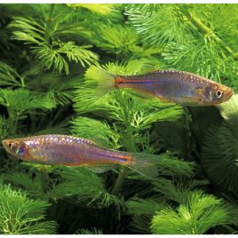 Danio Albolineatus - Danio Arc-en-ciel 1-2cm lot de 3      5,00 €