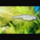 Danio Frankei - Danio Léopard 2,00 €