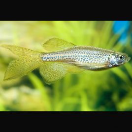 Danio Frankei - Danio Léopard 2,00 €