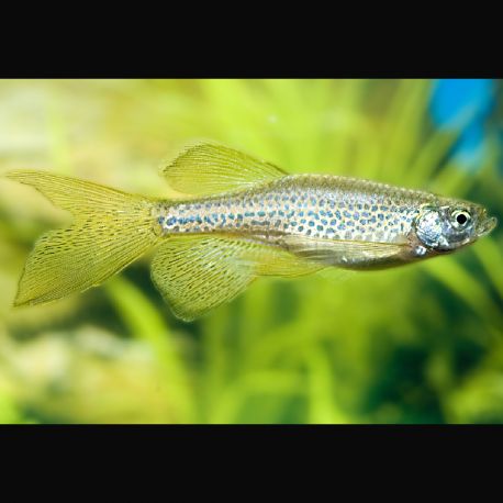 Danio Frankei - Danio Léopard 2,00 €