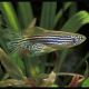 Brachydanio Rerio voilée