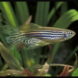 Brachydanio Rerio Voilé