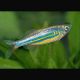 Devario aequipinnatus - Malabaricus Danios géant