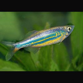 Devario aequipinnatus - Malabaricus Danios géant
