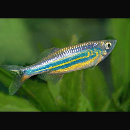 Devario aequipinnatus - Malabaricus Danios géant
