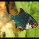 Puntigrus Tetrazona - Barbus de Sumatra verts 3-4 cm lot de 5   