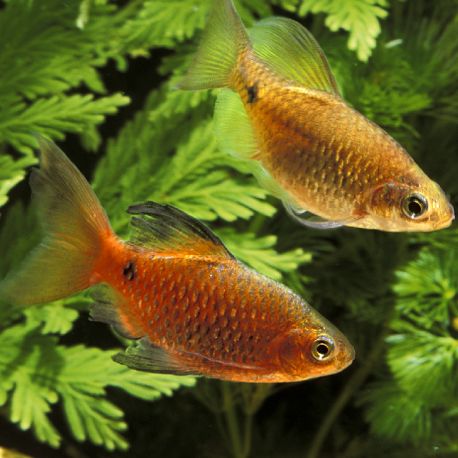 Pethia Conchonius voilées