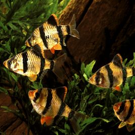 Puntigrus Tetrazona - Barbus de Sumatra 2-3cm  lot de 3               
