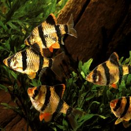 Puntigrus Tetrazona - Barbus de Sumatra 2-3cm lot de 3  