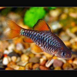 Oliotius Oligolepis 2-3cm lot de 3  