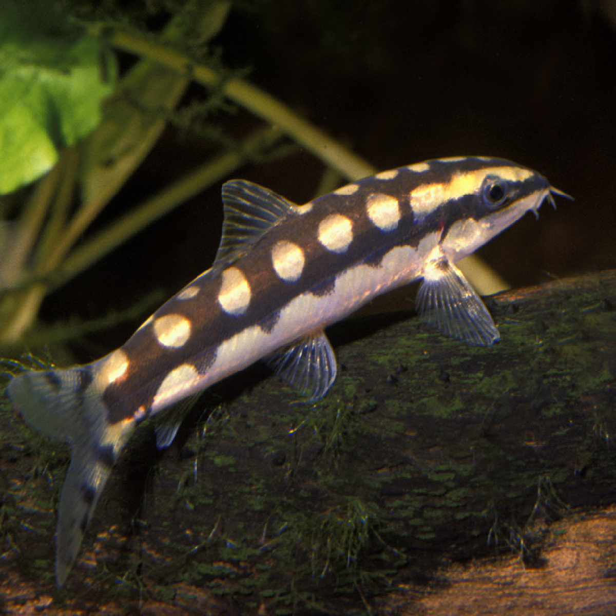 ambastaia sidthimunki 3-4cm 8,90 €