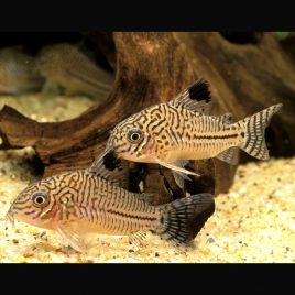 Corydoras Trilineatus XL