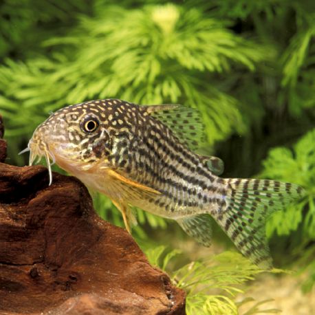 Corydoras Sterbai lot de 5 34,50 €