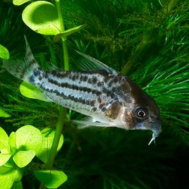 Corydoras Schwartzi 3-4cm                 