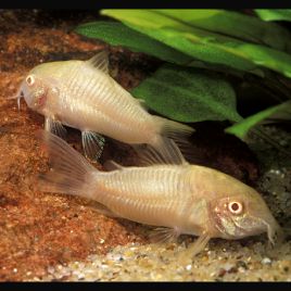 Corydoras aeneus albinos lot de 10 27,50 €