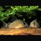Corydoras Metae 2-3cm