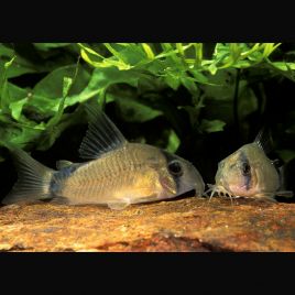 Corydoras Metae 2-3cm           6,50 €