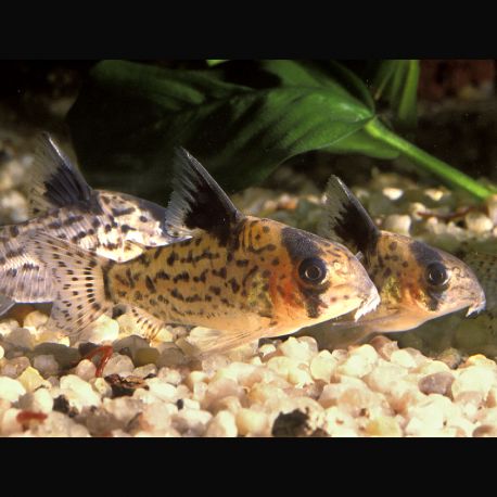 Corydoras Leucomelas 2-3cm 6,50 €