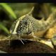 Scleromystax barbatus (superbes) lot de 2 22,50 €