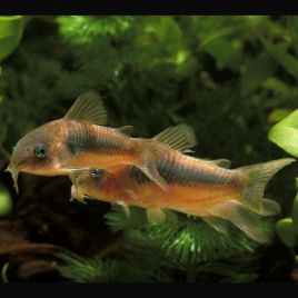 Corydoras aenus XL 