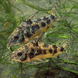 Corydoras Paleatus lot de 5 + 1 offert 15,00 €