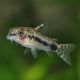 Corydoras habrosus 1-2cm 