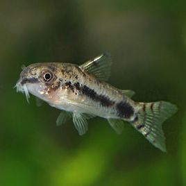 Corydoras habrosus 1-2cm 3,50 €