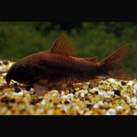 Corydoras aeneus black Venezuella lot de 2