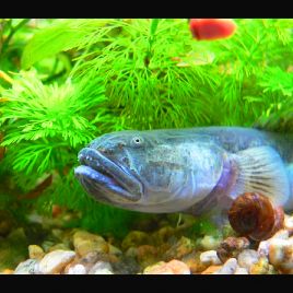 Gobioides Broussonnetii Gobby - Dragon 10cm
