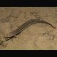 Misgurnus Anguillicaudatus - Barometres 8-10cm 6,50 €