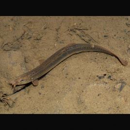 Misgurnus Anguillicaudatus - Barometres 8-10cm 6,50 €