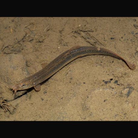 Misgurnus Anguillicaudatus - Barometres 8-10cm 6,50 €