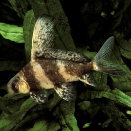 Myxocirpinus Asiaticus 10-15cm