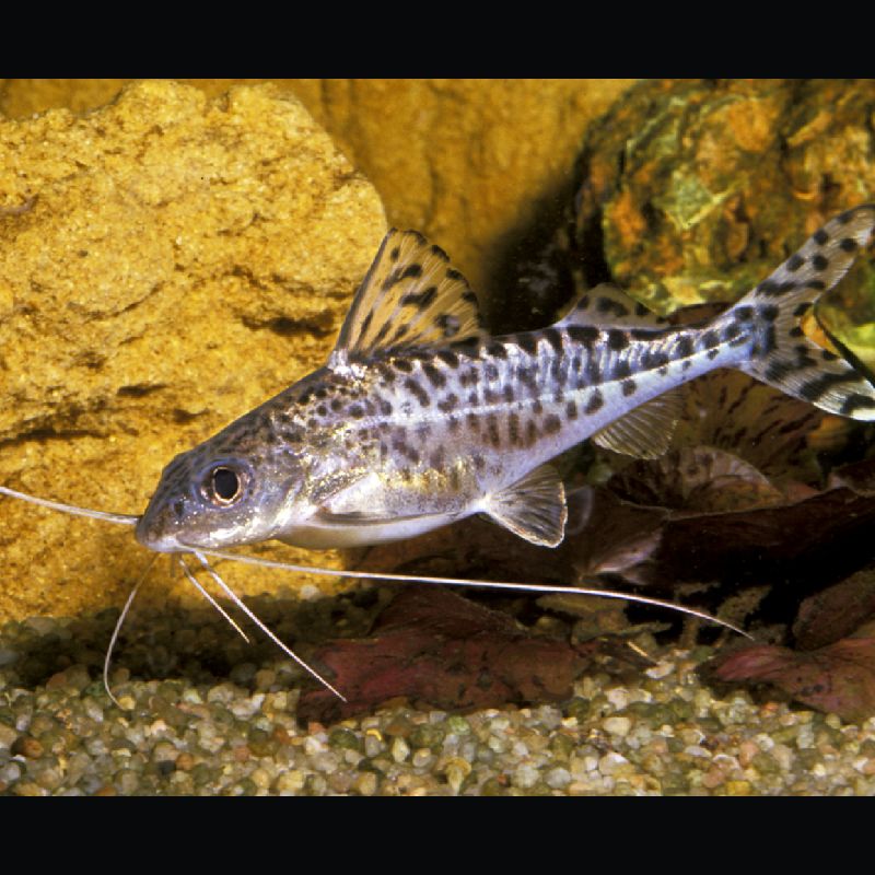 Pimelodus Pictus Poisson Chat Mouchete 6 8cm Lot De 2 Corydoras Et Pimelodus Pictus Poisson Chat Mouchete 6 8cm Lot De 2 Corydoras Et