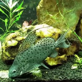 Synodontis euptera 3-4cm