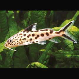 Synodontis Multipunctatus 4-6cm