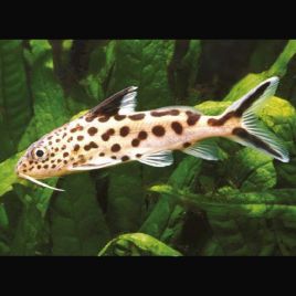 Synodontis Multipunctatus 4-6cm lot de 2