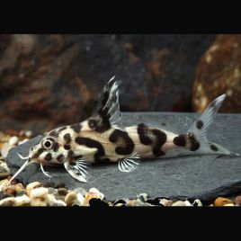 Synodontis Decorus 