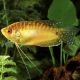 Trichopodus trichopterus "gold" - Gouramis dorés 4-6 cm   6,50 €