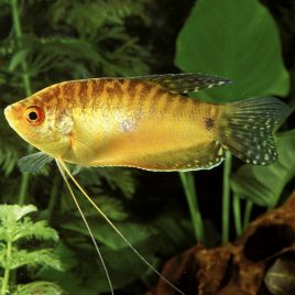 Trichopodus trichopterus "gold" - Gouramis dorés 4-6 cm   