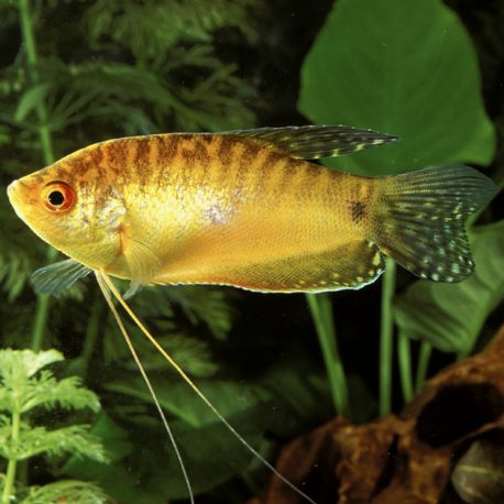 Trichopodus trichopterus "gold" - Gouramis dorés 4-6 cm   