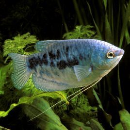 Trichopodus trichopterus - Gouramis Bleus 6-7cm lot de 2