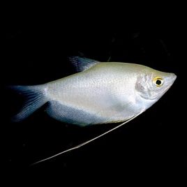 Trichopodus microlepis - Gouramis argentés 5-6cm         