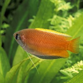 Colisa Trichogaster Chuna miel 3-4cm le couple            8,50 €
