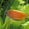 Colisa Trichogaster Chuna miel 3-4cm le couple                      