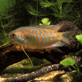 Macropodus Opercularis Bleus 3-4cm  