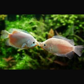 Helostoma temminkii-Kissing Gouramis embrasseurs 4-5 cm 