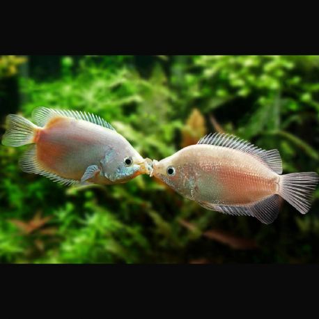 Helostoma temminkii-Kissing Gouramis embrasseurs 4 cm 