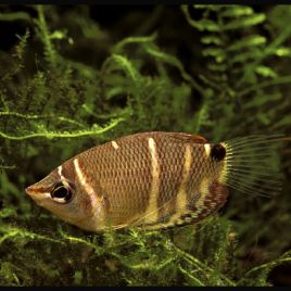 Sphaerichthys osphromenoides (gouramis chocolat) lot de 2